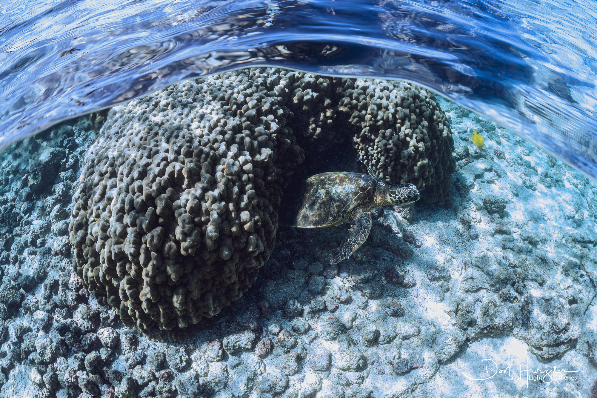 Hale Honu