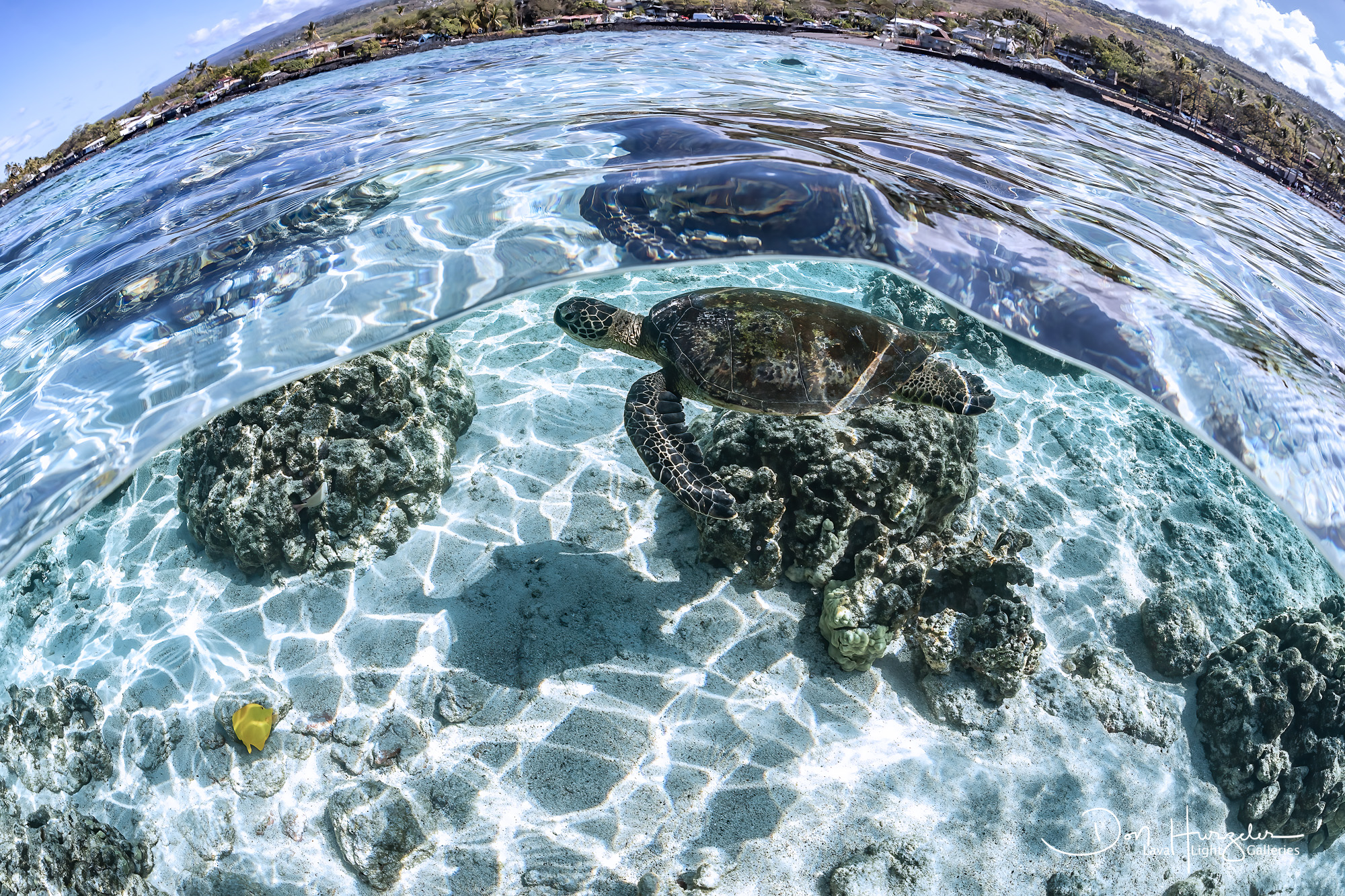 Honu over/under