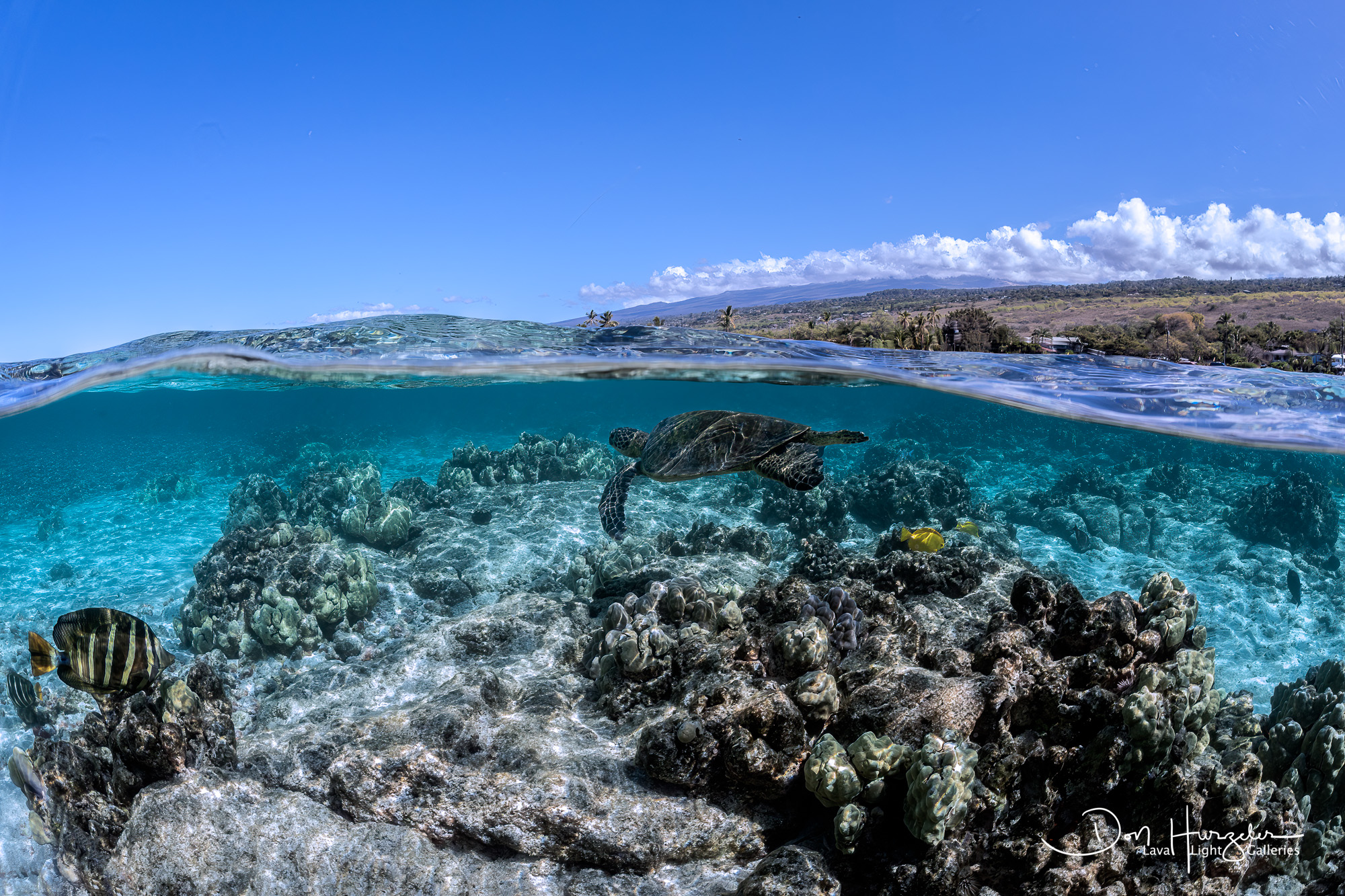 Turtle over/under Kona Coast