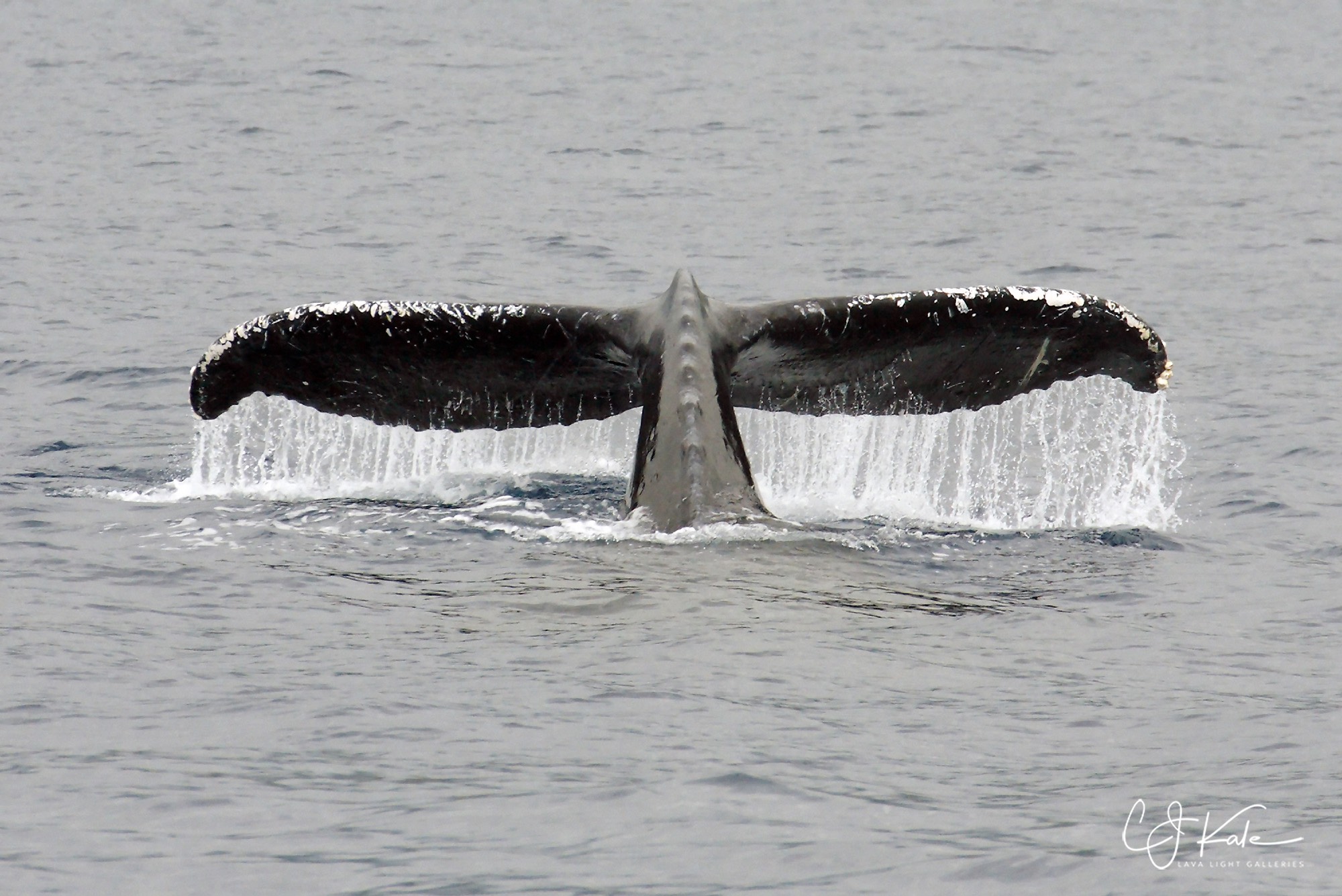Here comes a whale.