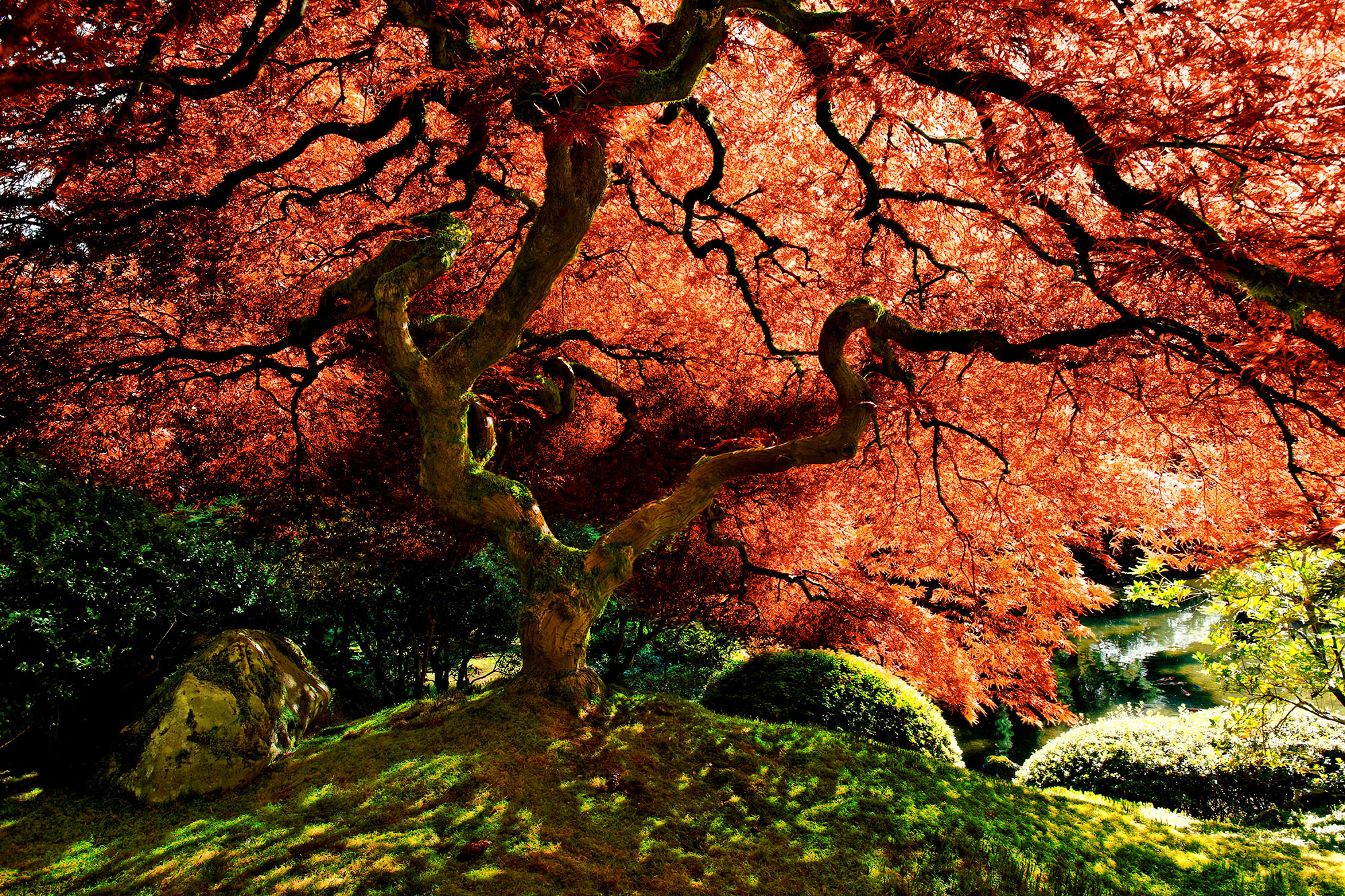 Tree and Life